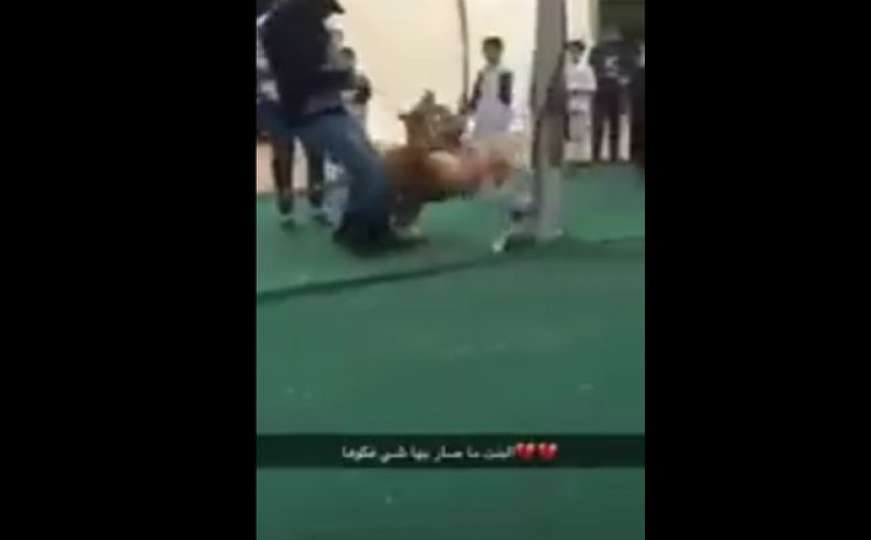 Uznemirujući snimak: Tigar napao djevojčicu u shopping centru