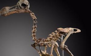 Kostur ptice DODO prodan za 405.000 eura