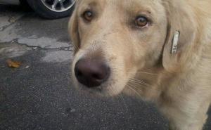 Sarajevo: Masovna sterilizacija pasa lutalica dosegla najveće rezultate