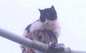 Mačak Fat Boy NAPAKON spašen: Više od 7 dana proveo na banderi