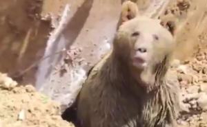 Medvjed je s nama: Iznenađenje kakvom se radnici nisu nadali