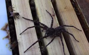 Džinovski pauk navalio na košnicu, ali pčele su uzvratile udarac