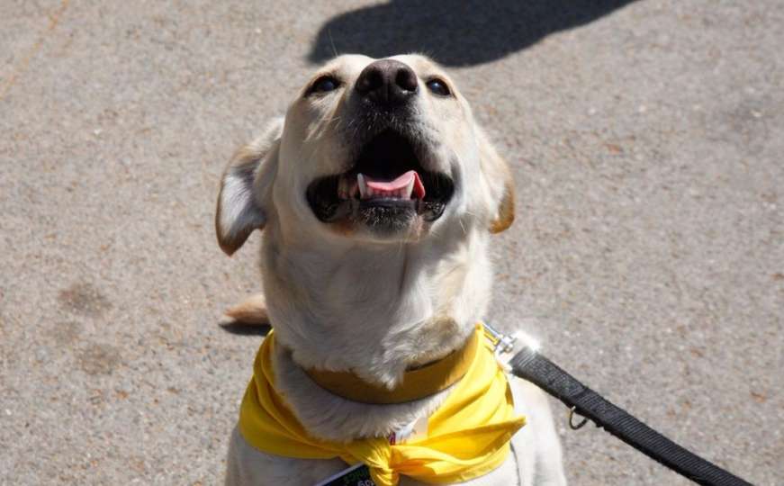 Dogs Trust: U Tuzli zvanično otvoren program edukacije za djecu