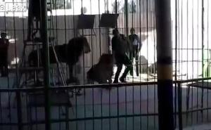 Uznemirujući video: Lav rastrgao trenera pred publikom 