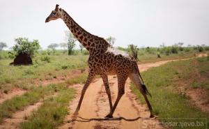 Najvišim svjetskim sisavcima prijeti izumiranje