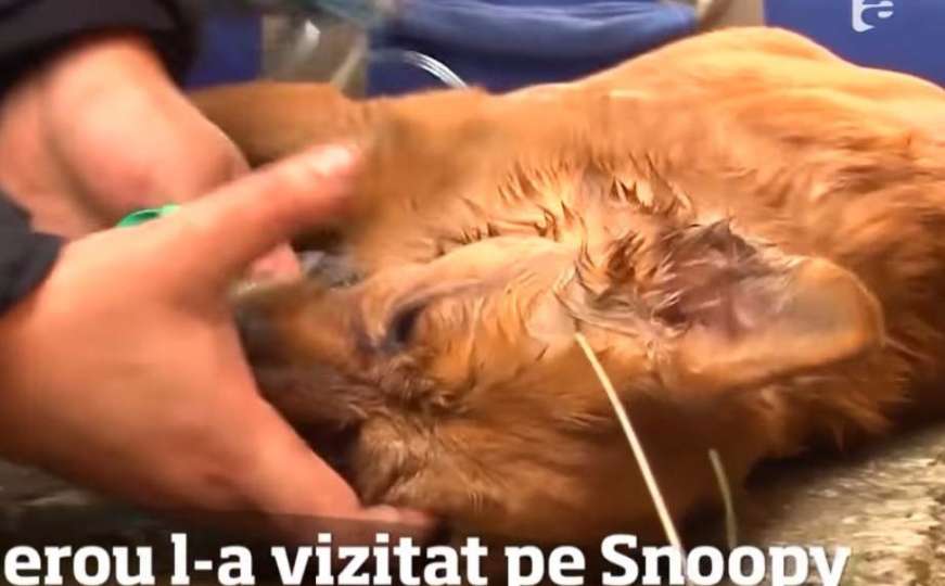 Bravo: Vatrogasac čudesno spasio život psu i posjetio ga kod veterinara