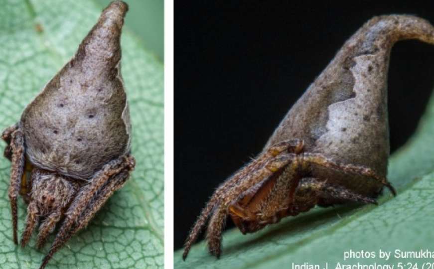 Nova vrsta pauka dobila ime po liku iz Harryja Pottera 