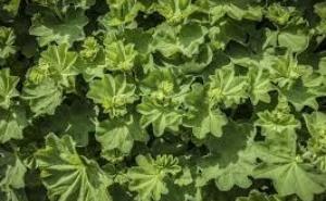 Ova magična biljka liječi sve "ženske bolesti"