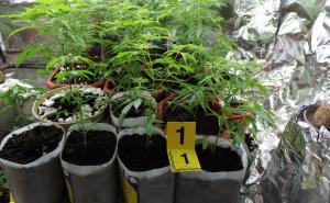 Uhapšene tri osobe: U laboratoriji uzgajale marihuanu