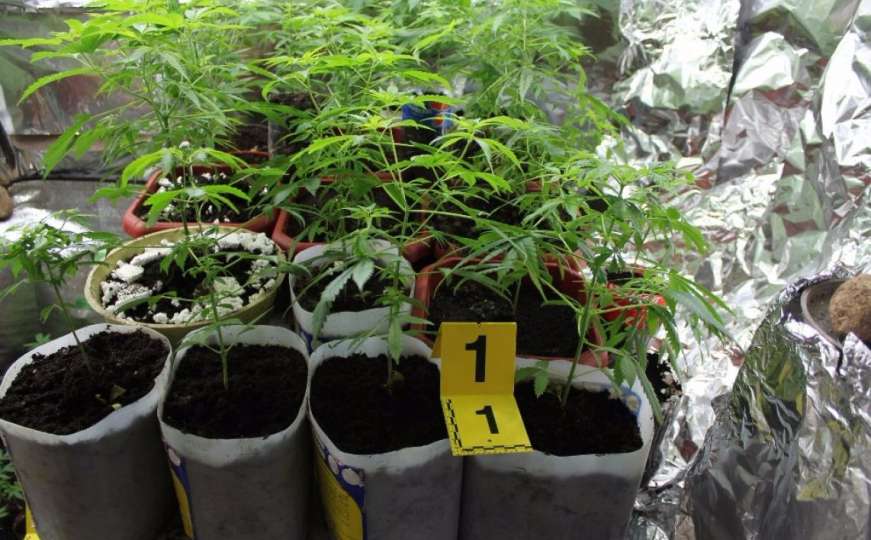 Uhapšene tri osobe: U laboratoriji uzgajale marihuanu