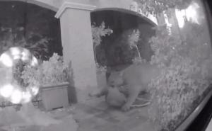 Horor uživo: Puma pred kućnim vratima prestravljene porodice ubila jelena