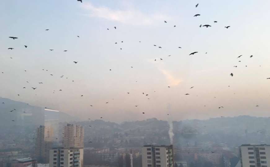 Nebo iznad Sarajeva prekrile vrane - kakav je to znak?