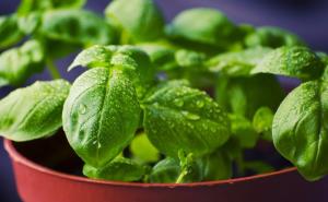 Saznajte koje biljke donose bogatstvo i napredak, a koje sreću