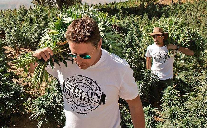 Legalizacija se isplati: Colorado od marihuane zaradio više od milijardu dolara
