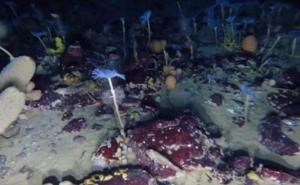 Naučnici otkrili šaroliki podvodni ekosistem pod ledenjacima Antarktika