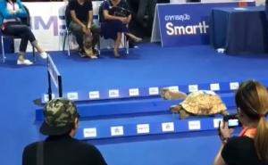 Ko je brži - zec ili kornjača: Pogledajte video
