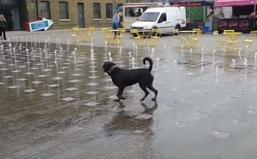 Ovo je sreća: Pogledajte 'ludu' igru psa na gradskoj fontani