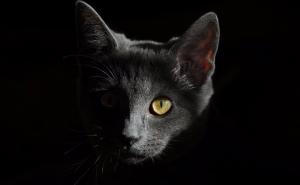 Mačke vide zle duhove u kući - evo kako se tada ponašaju 