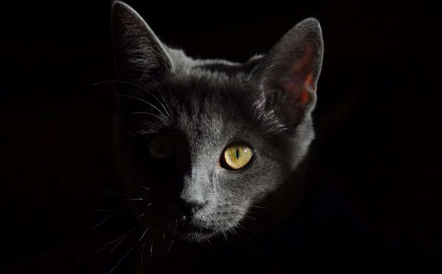Mačke vide zle duhove u kući - evo kako se tada ponašaju 