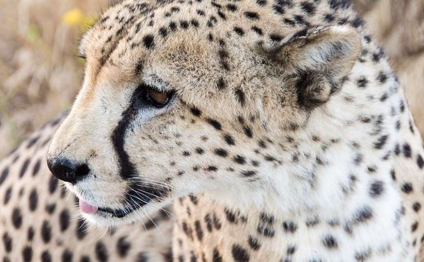 Gepardima prijeti izumiranje: U divljini ih ostalo još 7.100