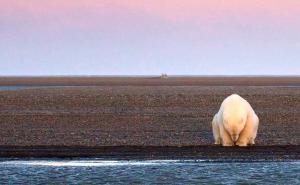 Otišla je na Aljasku da fotografira medvjede - zatekla je najtužniji prizor