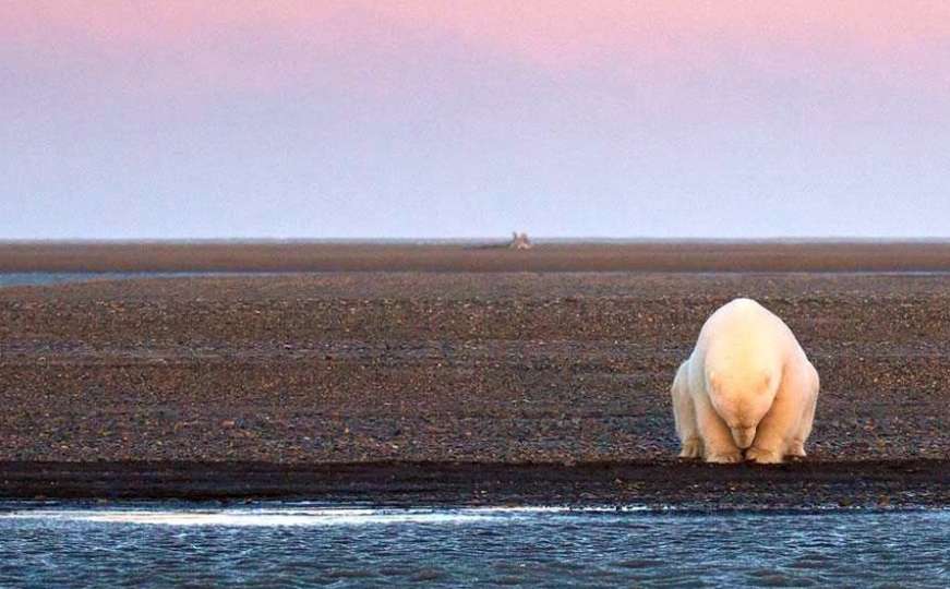 Otišla je na Aljasku da fotografira medvjede - zatekla je najtužniji prizor