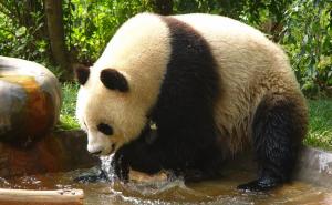 Uginuo najstariji svjetski mužjak pande: Iza sebe ostavio 130 potomaka