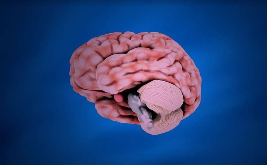 Sve što trebate znati o mozgu na jednom mjestu