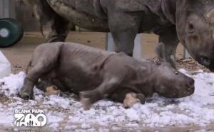 Prvi susret bebe nosoroga sa snijegom - čista radost
