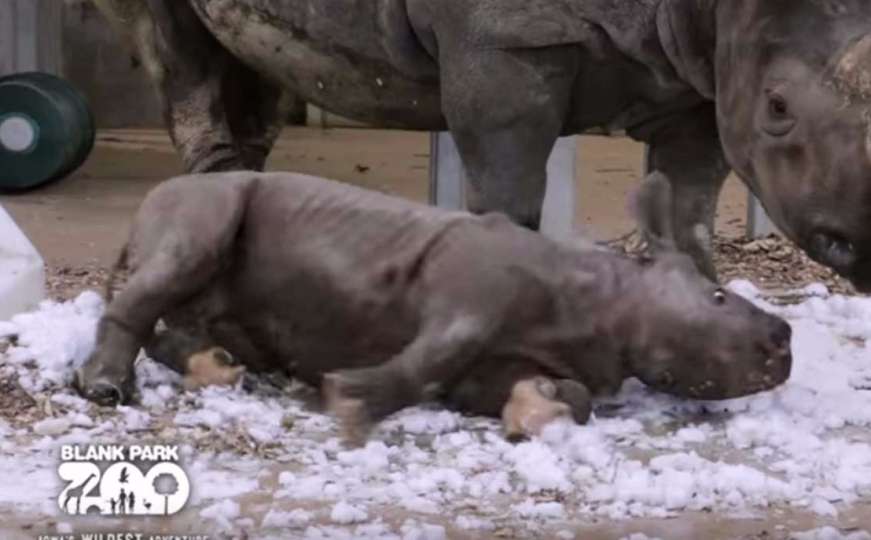 Prvi susret bebe nosoroga sa snijegom - čista radost