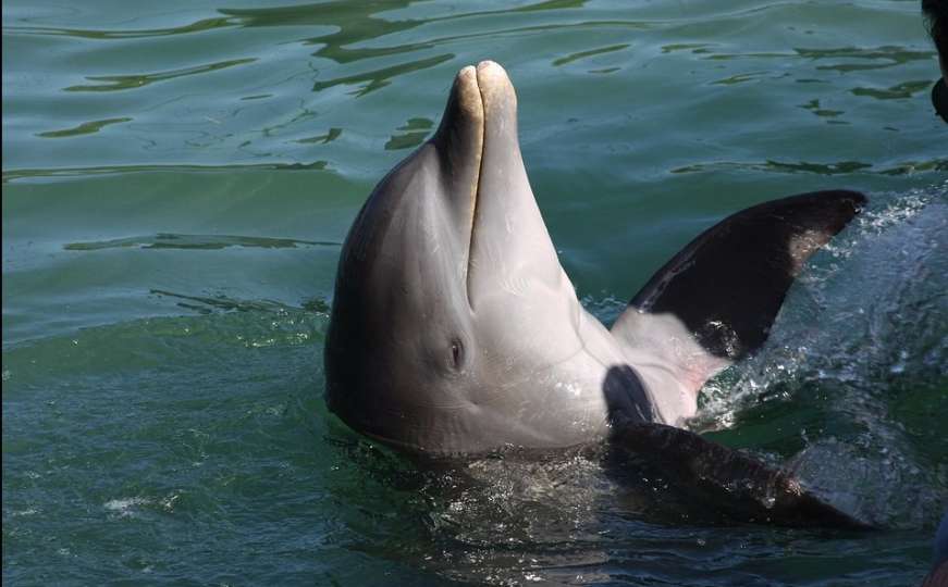 Iz centra za show "DolphinBase" pobjegla četiri delfina