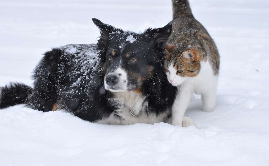 Evo kako možete pomoći nezbrinutim životinjama u hladnim danima