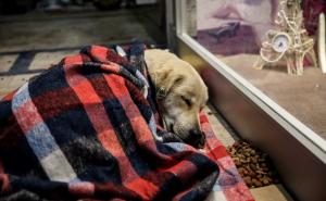 Humanost: Utopljavaju i sklanjaju promrzle pse lutalice sa ledenih ulica