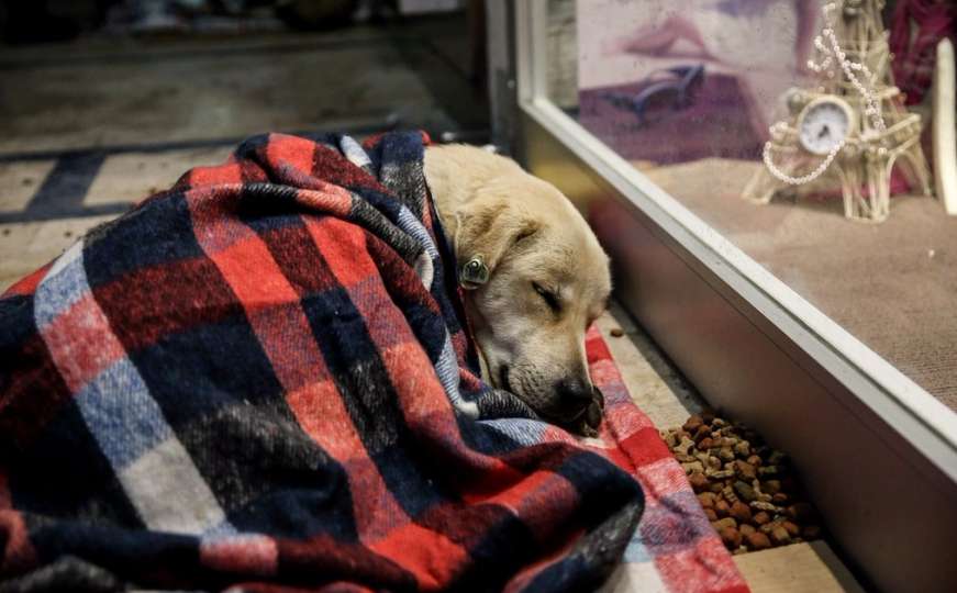 Humanost: Utopljavaju i sklanjaju promrzle pse lutalice sa ledenih ulica