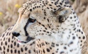 Ovih pet životinja moglo bi izumrijeti već 2017. godine 