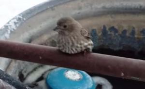 Dahom oslobodio malu zebu iz kandži zime 