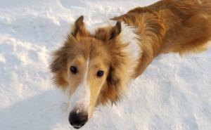 Mazinim šapicama nije hladno: Ova ovčarka stvarno zna uživati na snijegu 