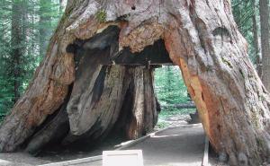 Oluja oborila čuvenu sekvoju staru više od 1.000 godina