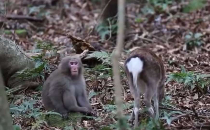 Priroda u šoku: Japanski makaki majmun pokušao se pariti s košutom