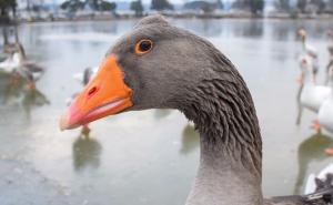 Šetnja patki i labudova po zaleđenom jezeru
