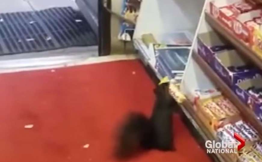 Najslađi lopov na svijetu: Vjeverica krade čokolade iz marketa