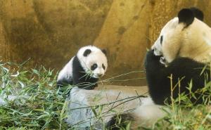 Mladunče velike pande postalo miljenica zoo vrta