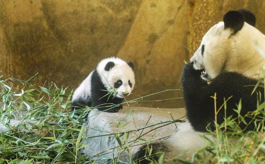 Mladunče velike pande postalo miljenica zoo vrta