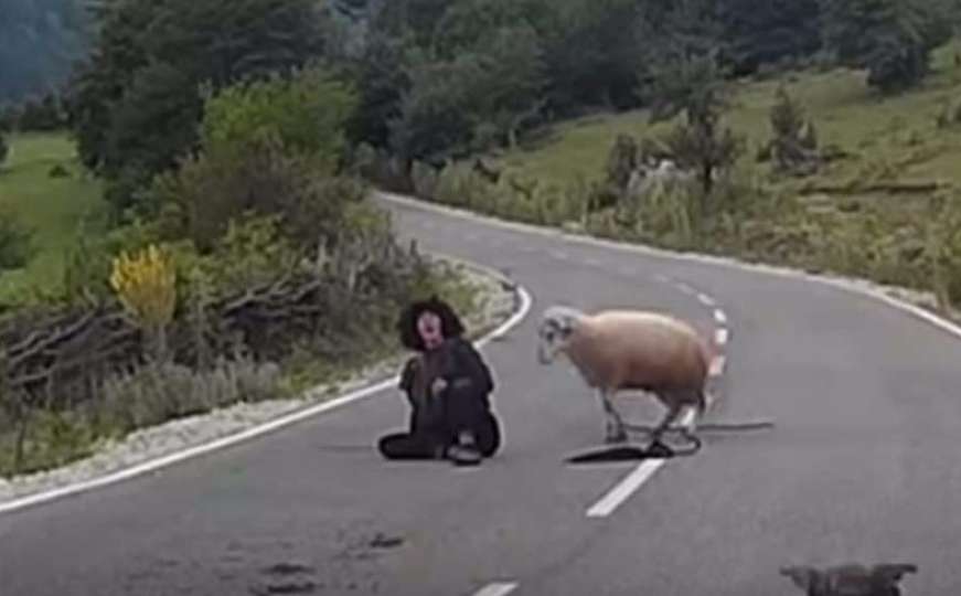 Pobješnjela ovca napala pastiricu, spasio je prolaznik