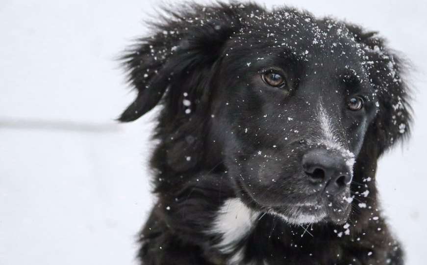 Hrana za pse lutalice u zimskim danima: Evo kako možete pomoći