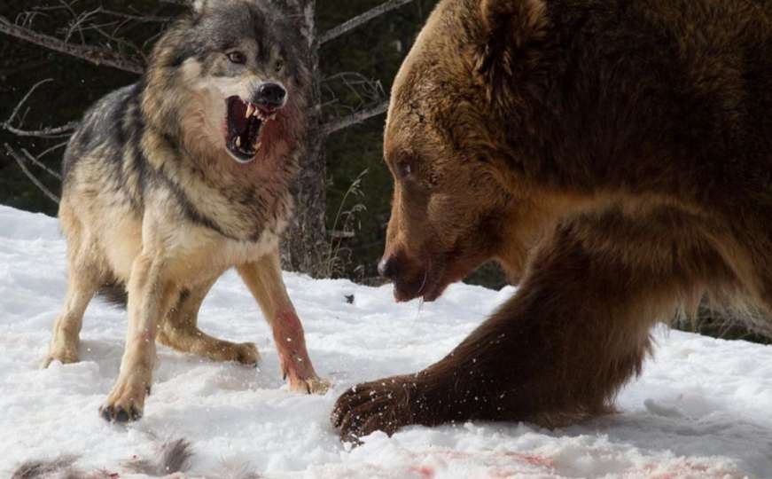 Hrabri deda snimio žestoku borbu vukova i medvjeda