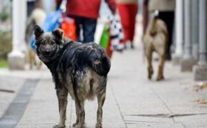 Počinje "hvatanje" pasa sa zeničkih ulica: Iz ŠAPE uputili molbu građanima