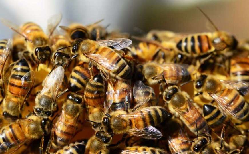 Minusi uništili bh. poljoprivredu: Ugrožene pčele, smilje, voće...