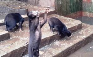 U indonezijskom zoološkom vrtu: Izgladnjeli medvjedi mole za hranu 