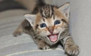 Zašto vaša mačka mjauče?